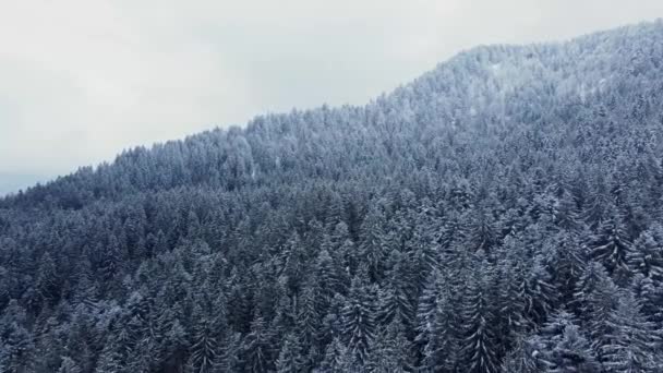 Воздушный Зимний Горный Ландшафт Деревьями Покрытыми Заснеженными Густыми Лесами Вогезах — стоковое видео