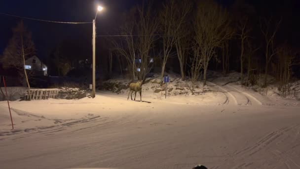 挪威威斯特伦 一只母麋鹿在白雪覆盖的城市街道上行走 夜晚在路灯下 — 图库视频影像