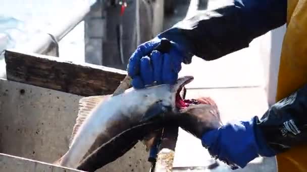 Φρέσκα Αλιεύματα Εκσπλαχνίζονται Στο Σκάφος — Αρχείο Βίντεο