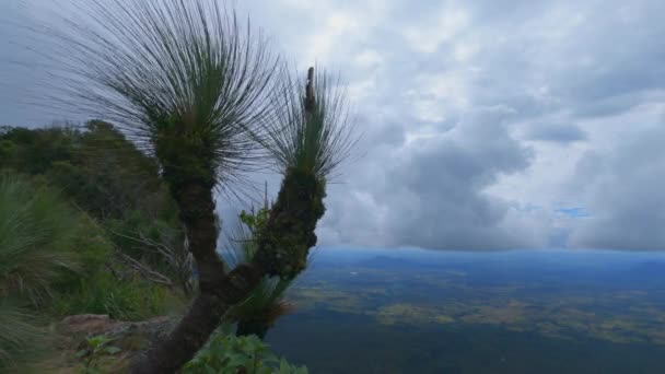 Uhd Xanthorrhoea Tree Mountain Summit Dark Clouds Pass Wind Mitchell — стоковое видео