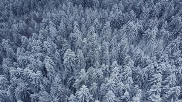 Letecký Top Dolů Zimní Horské Krajiny Stromy Pokryté Sněhem Hustý — Stock video