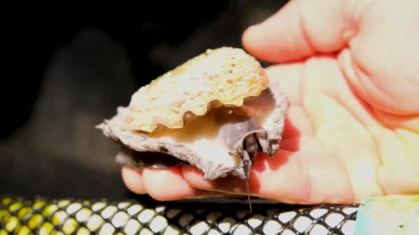 Live Abalone Crawls Caucasian Hand Commercial Aquaculture — ストック動画