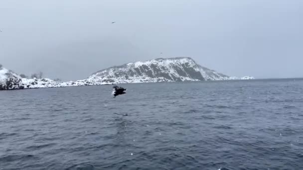 White Tail Eagles Dives Grabs Fish Ocean Heavy Snow Blankets — Wideo stockowe