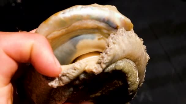 Inspecting Anatomy Male Abalone Sex Organ Foot Shell Aquafarm — стоковое видео