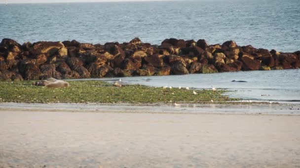 Couple Wild Seals Enjoying Sunshine Sandy Coastline Static View — стоковое видео