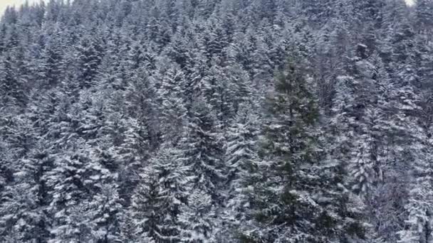 Aerial Orbit Winter Mountain Landscape Tree Close Covered Snow Dense — стоковое видео
