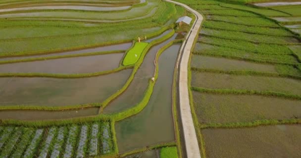 Magelang Endonezya Daki Teraslı Pirinç Tarlalarının Havadan Görünüşü Tropikal Manzaranın — Stok video