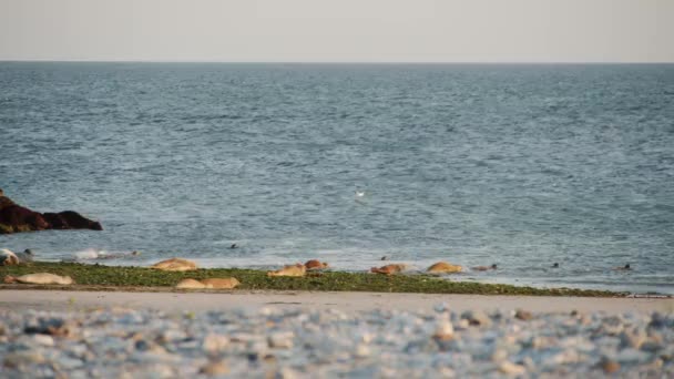 Young Wild Seal Cubs Rushing Atlantic Ocean Static View — стоковое видео