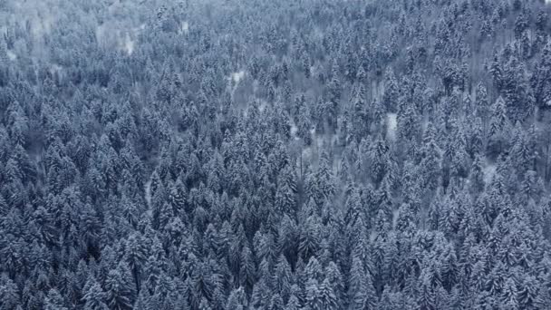 Εναέρια Χειμερινό Ορεινό Τοπίο Δέντρα Καλυμμένα Πυκνό Χιόνι Δάσος Στα — Αρχείο Βίντεο