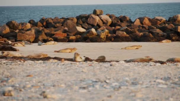 Young Seal Cub Rushing Atlantic Ocean Sandy Beach Motion View — ストック動画