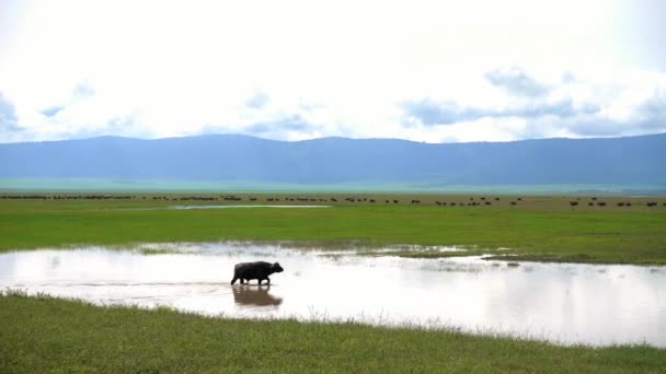 African Buffalo Syncerus Caffer Walking Throgh Water Wide Green Grass — Vídeo de Stock