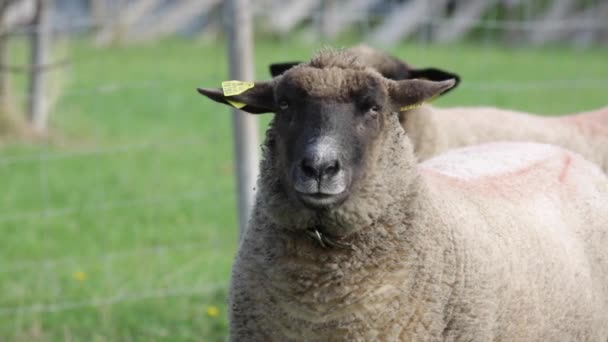 Portrait Funny Cute Sheep Making Faces — Vídeo de Stock