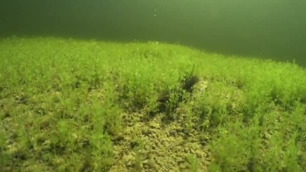 エストニアの浅い池の底にいる女性を探しているのがオスの滑らかなニュート Lissotriton Valgaris — ストック動画