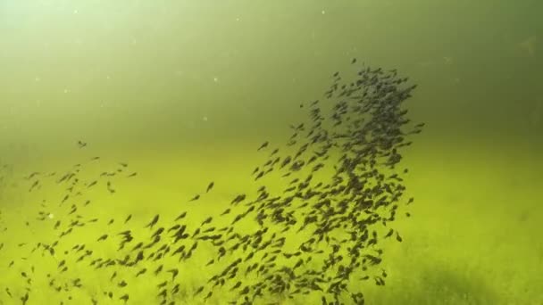 Tadpoles Swimming Shallow Clear Watered Pond Estonia — Stockvideo
