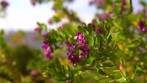 Närbild Bild Pulserande Lila Blomma Mjukt Vinka Vinden — Stockvideo