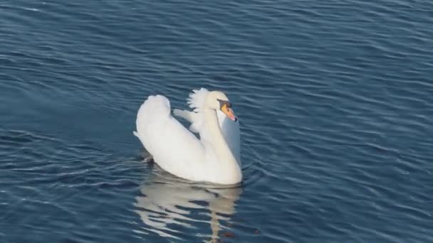 Single Swan Swims Aggressively Raised Wings Calm Water Close Slight — Vídeo de Stock