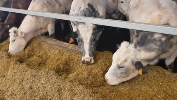 Krávy Stáji Jedí Pícniny Zemědělské Lenošení — Stock video