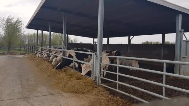 Cows Stable Eat Fodder Agricultural Indunstry — Stockvideo