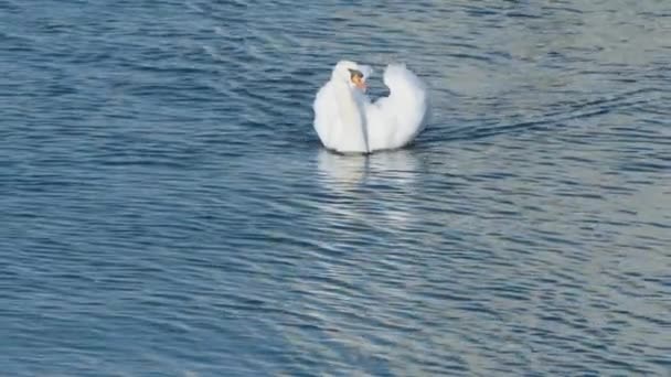 Single Swan Aggressively Raised Wings Swims Distance Camera Calm Waters — Vídeo de stock