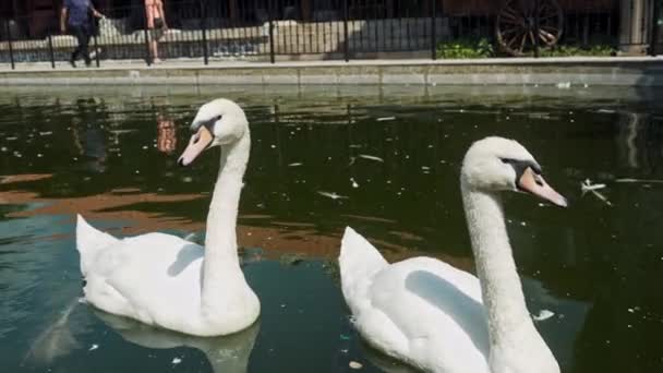 Beautiful White Swans Paddling Gracefully Pond Water Hot Day Close — Video Stock