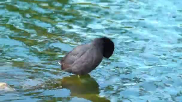Close Shot Black American Coot Cleaning Himself Lake Sunny Day — Vídeos de Stock