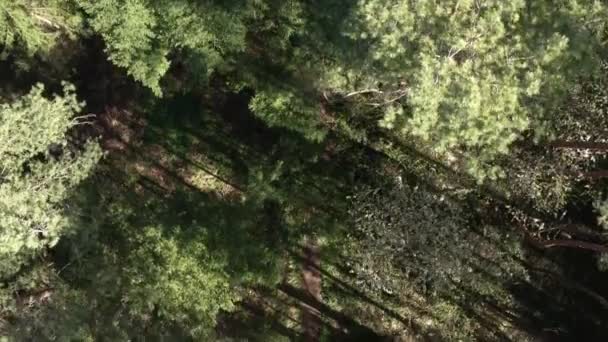 Aerial Footage Geiersteine Germany — стоковое видео