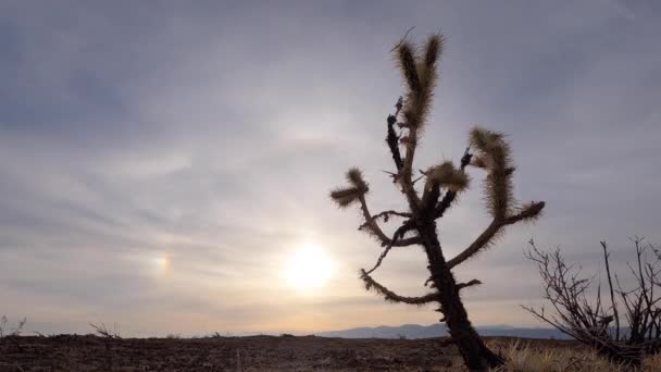 Colorido Atardecer Sobre Estéril Paisaje Del Desierto Mojave Con Árbol — Vídeo de stock