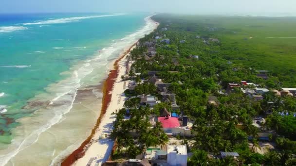 Drone Aerial View Lush Green Palm Trees Nature Landscape Yucatan — Video Stock