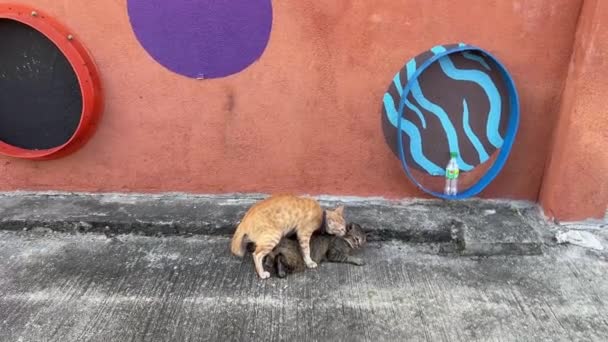 领子的雄性家猫在邻居家的小巷里与流浪的雌性猫做异国情调 — 图库视频影像