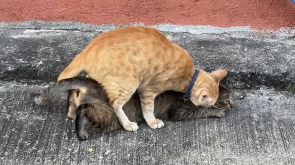 Domestic Male Cat Making Exotic Love Stray Female Cat Alleyway — ストック動画