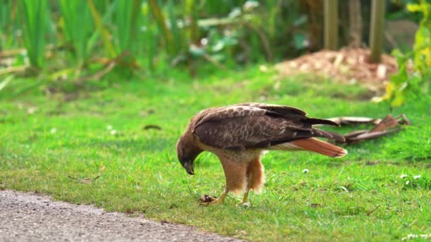 Red Tailed Hawk Eating Prey Grass Field Wilderness Sunny Day — Vídeos de Stock