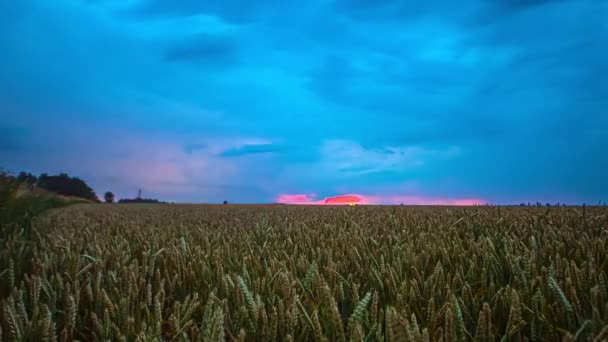 Time Lapse Flashing Lightning Strikes Thunderstorm Yellow Wheat Field Countryside — Stock Video