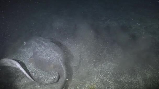 Stingray Close Swimming Sand Underwater Cave — Vídeo de Stock