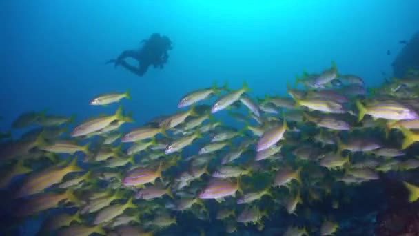 Grupp Gula Snappers Simmar Över Revet Med Dykare Bakgrunden — Stockvideo