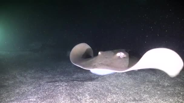 Stingrays Zwemmen Onderwater Grot Gemarkeerd Door Achtergrondlicht Van Duikers — Stockvideo