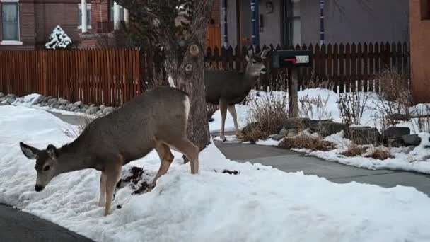 Conducir Por Dos Ciervos Comiendo Lado Carretera Durante Invierno Colorado — Vídeos de Stock