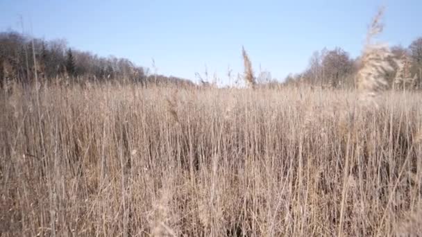 Dry Reeds Swaying Wind Slow Pan Left — Vídeos de Stock