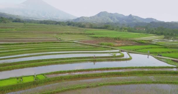 Endonezya Nın Merkez Java Bölgesindeki Pirinç Tarlasında Çiftçiler Çalışıyor Magelang — Stok video