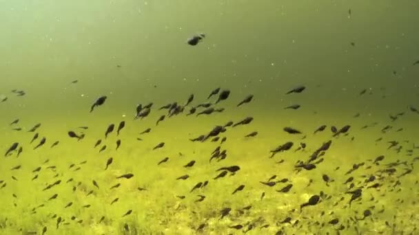 Tadpoles Swimming Shallow Clear Watered Pond Estonia — Wideo stockowe