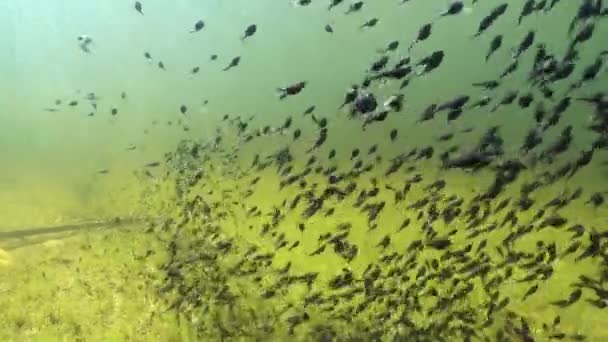 Tadpoles Swimming Shallow Clear Watered Pond Estonia — Stockvideo