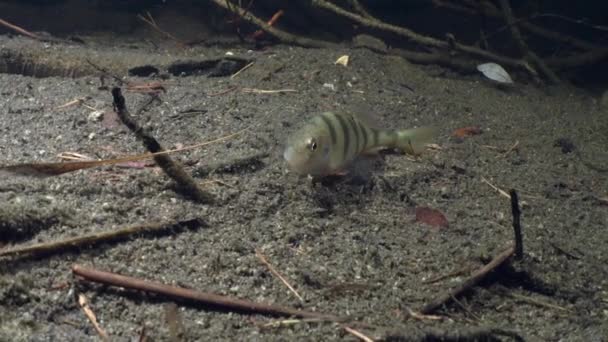 European Perch Perca Fluviatilis Turns Swims Away Underwater Footage Estonia — Vídeo de Stock