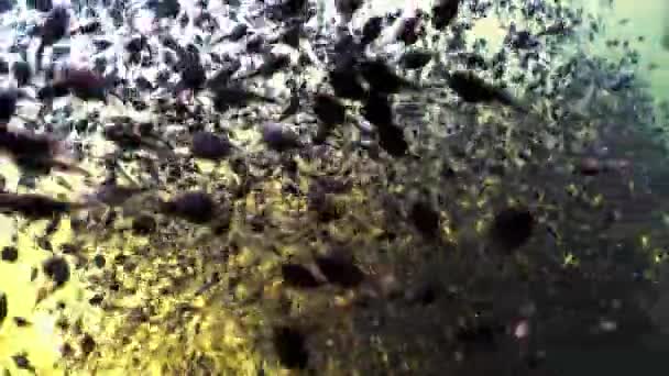 Tadpoles Swimming Shallow Clear Watered Pond Estonia — Vídeo de Stock