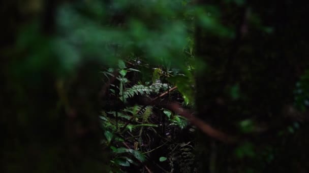 Rainforest Tropical Humid Plants Jungle Vegetation Hole — стоковое видео