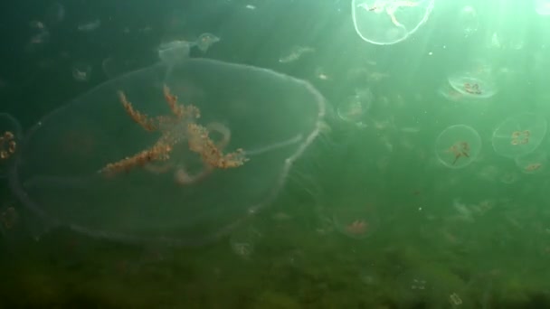 Underwater Shot Aurelia Aurita Also Called Common Jellyfish Moon Jellyfish — Stockvideo