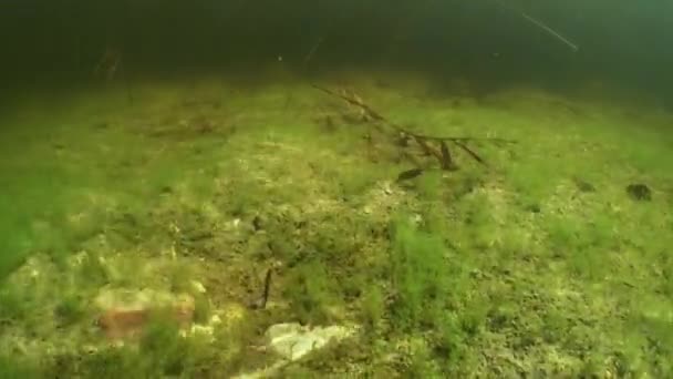 Male Smooth Newt Lissotriton Vulgaris Swims Away Camera Bottom Shallow — Video Stock