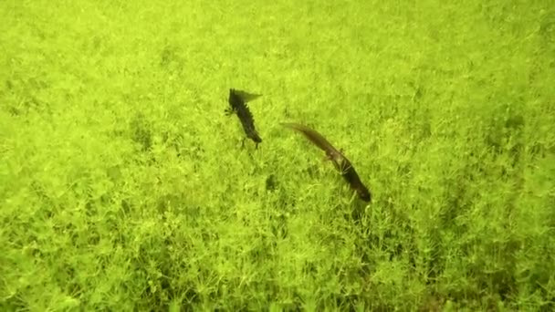 Smooth Newt Lissotriton Vulgaris Pair Mating Season Bottom Shallow Pond — Stockvideo