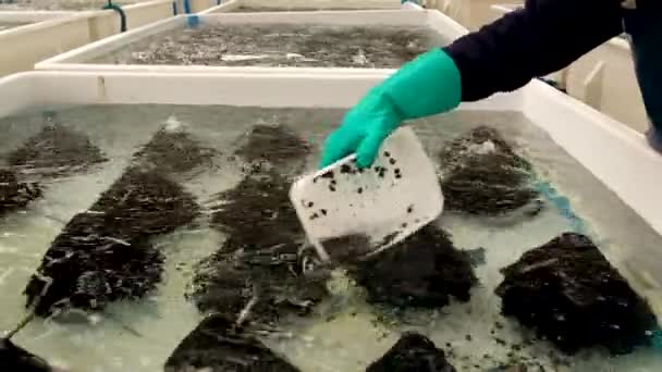 Jonge Abalone Spuug Overgebracht Naar Beluchte Tank Commerciële Abalone Boerderij — Stockvideo