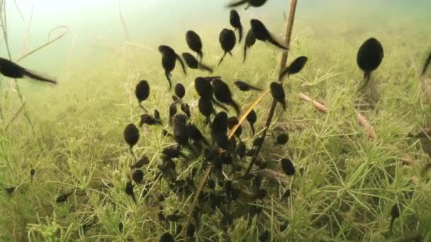 Tadpoles Swimming Shallow Clear Watered Pond Estonia — стоковое видео