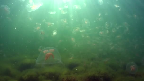 Underwater Shot Aurelia Aurita Also Called Common Jellyfish Moon Jellyfish — Vídeo de stock