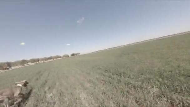 Orbital Fpv Drone Dog Running Tall Grass — Vídeo de Stock